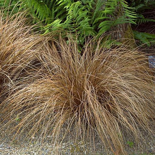 Laîche fine 'Bronco'  4l