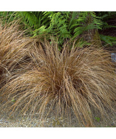 Laîche fine 'Bronco' 2L