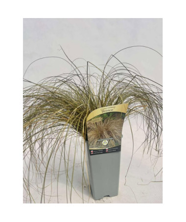 Laîche fine 'Bronco' 2L