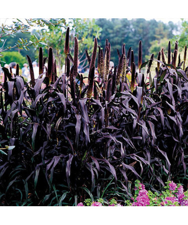 Mil perlé 'Purple Baron'  4l