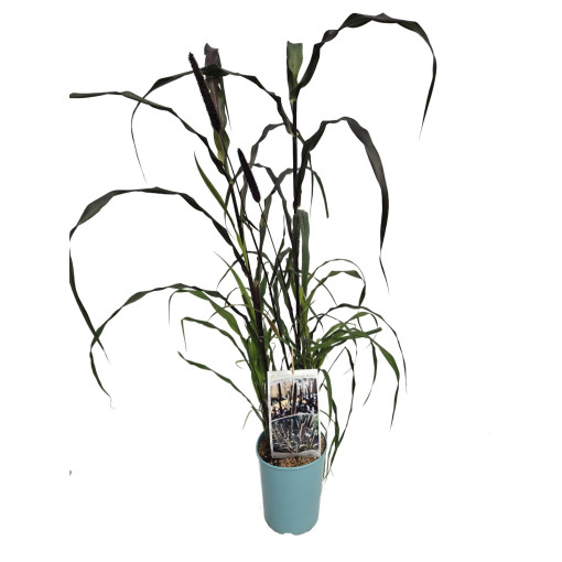 Mil perlé 'Purple Baron'  4l