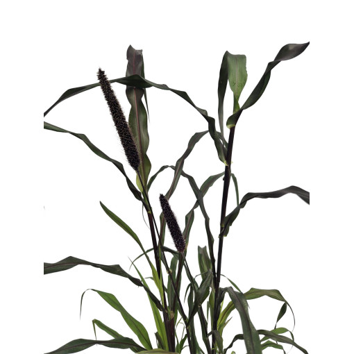 Mil perlé 'Purple Baron'  4l