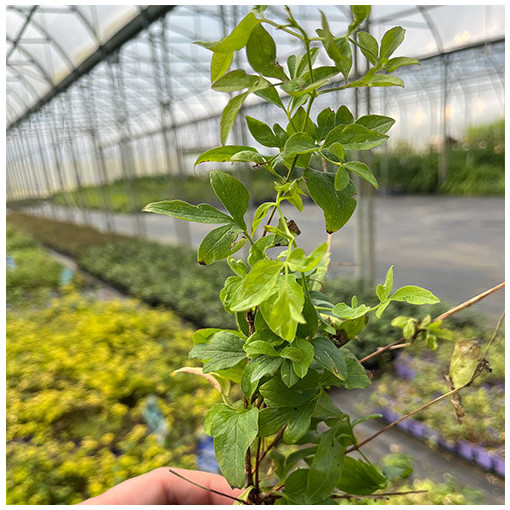 Clématite 'Mary Rose'  4l