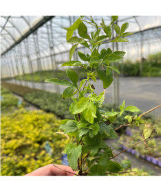 Clématite 'Mary Rose'  4l