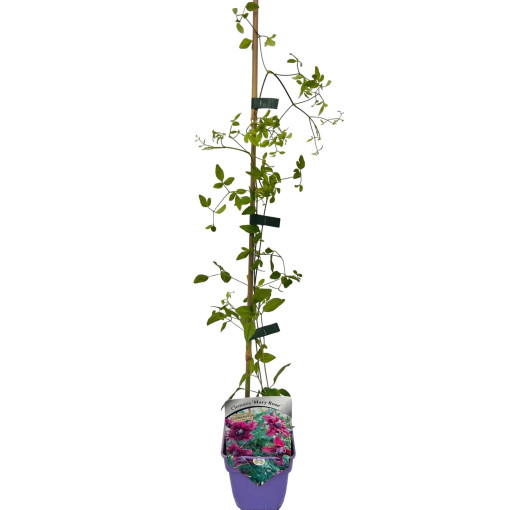 Clématite 'Mary Rose'  4l
