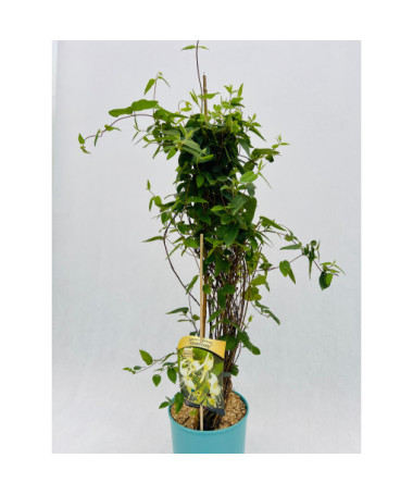 Chèvrefeuille à pointes aiguës ALWAYS GREEN  4l