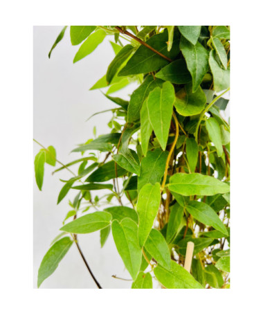 Chèvrefeuille à pointes aiguës ALWAYS GREEN  4l