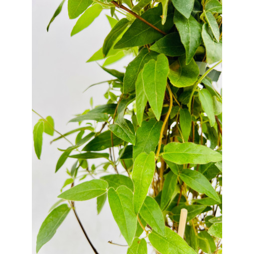 Chèvrefeuille à pointes aiguës ALWAYS GREEN  4l