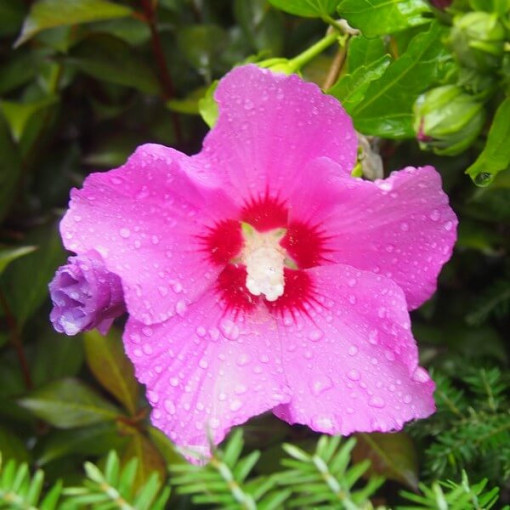 Hibiscus syrien (Hibiscus) 'Pink Giant 2L