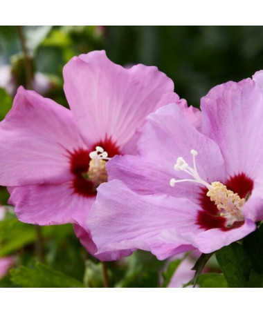 Hibiscus syrien (Hibiscus) 'Pink Giant 2L