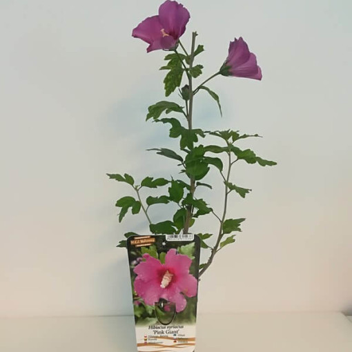 Hibiscus syrien (Hibiscus) 'Pink Giant 2L