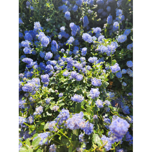 Céanothe bleu 'Victoria’ 2L