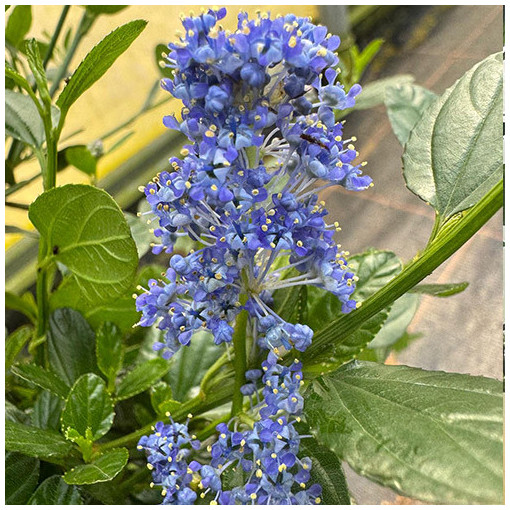 Céanothe bleu 'Victoria’ 2L