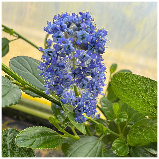 Céanothe bleu 'Victoria’ 2L
