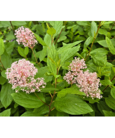 Céanothe pâle 'Marie Simon' 2L