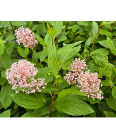 Céanothe pâle 'Marie Simon' 2L