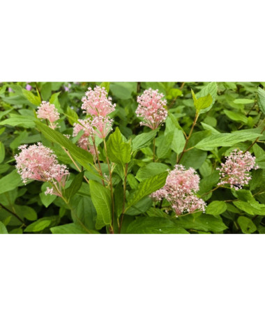 Céanothe pâle 'Marie Simon' 2L