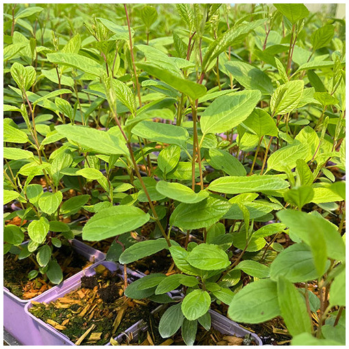 Céanothe pâle 'Marie Simon' 2L