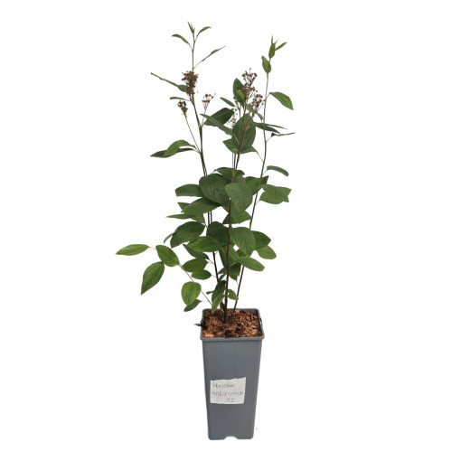 Céanothe pâle 'Marie Simon' 2L