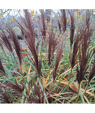 Miscanthus chinois 'New Hybrid' 2L
