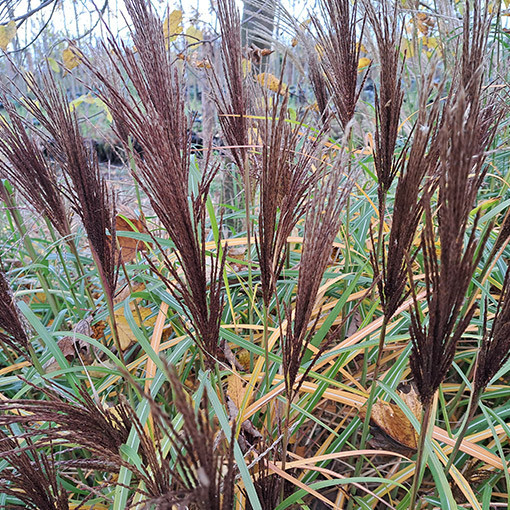 Miscanthus chinois 'New Hybrid' 2L