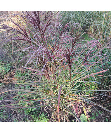 Miscanthus chinois 'New Hybrid' 2L