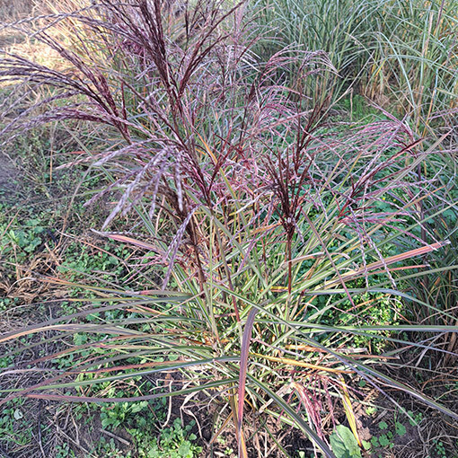 Miscanthus chinois 'New Hybrid' 2L