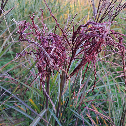 Miscanthus chinois 'New Hybrid' 2L