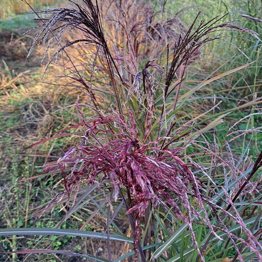 Miscanthus chinois 'New Hybrid' 2L