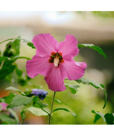 Hibiscus de Syrie (Hibiscus) 'Maike' isolé, 4l