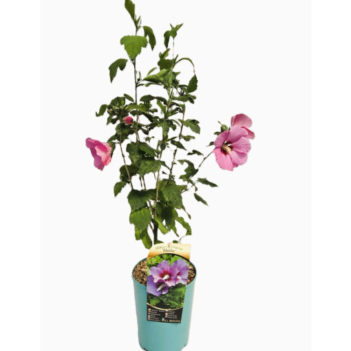 Hibiscus de Syrie (Hibiscus) 'Maike' isolé, 4l
