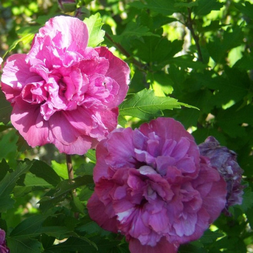 Hibiscus syrien (Hibiscus) 'Sanchonyo' pot, 4l
