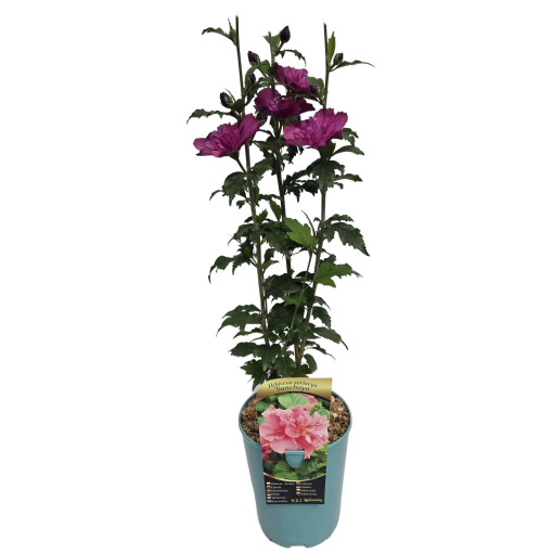 Hibiscus syrien (Hibiscus) 'Sanchonyo' pot, 4l