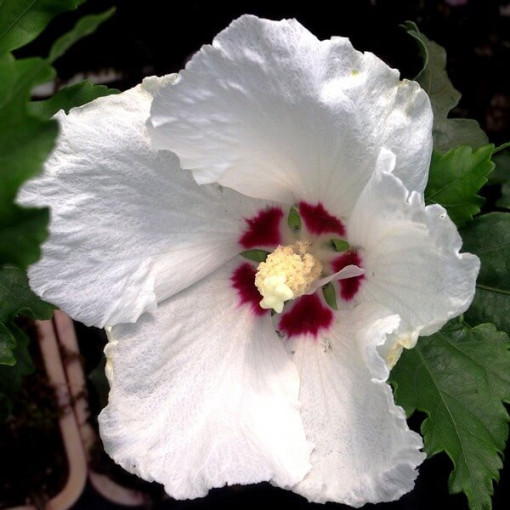 Hibiscus syrien (Hibiscus) 'Red Heart' pot,  4l