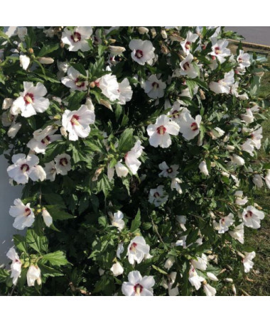 Hibiscus syrien (Hibiscus) 'Red Heart' pot,  4l