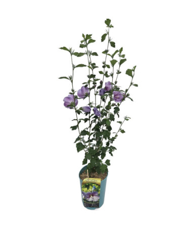 Hibiscus syrien (Hibiscus) 'Woodbridge' pot,  4l