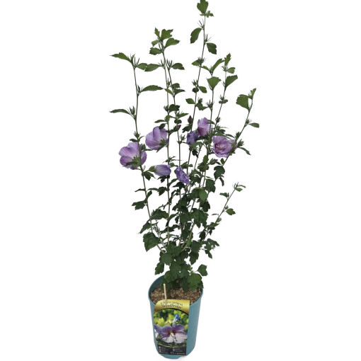 Hibiscus syrien (Hibiscus) 'Woodbridge' pot,  4l
