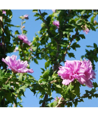 Hibiscus syrien (Hibiscus) Ardens,  4l