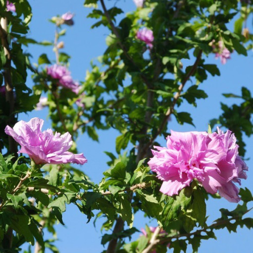 Hibiscus syrien (Hibiscus) Ardens,  4l