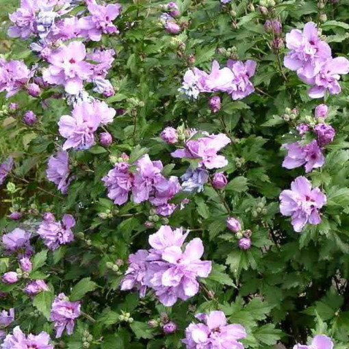 Hibiscus syrien (Hibiscus) Ardens,  4l