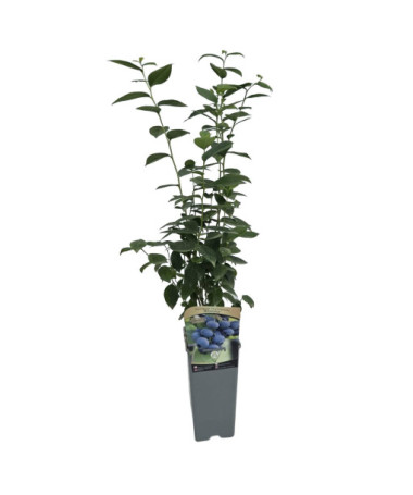 Myrtille américaine 'Bluejay' 2L