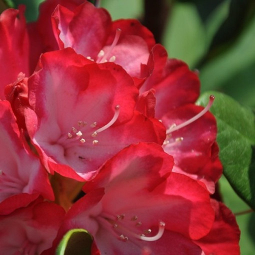 Rhododendron (Azalée) Prinz Karneval 2L
