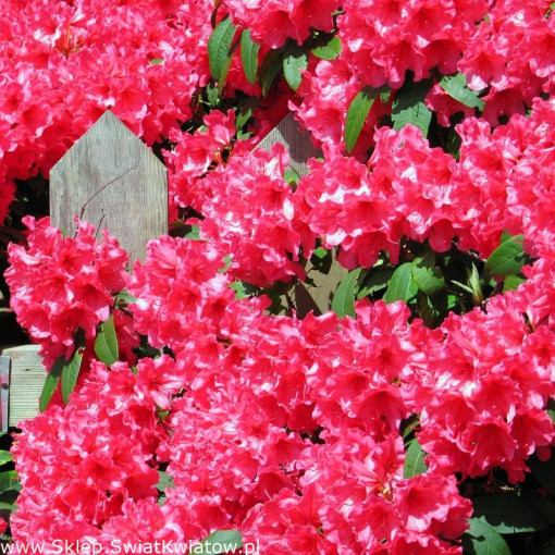 Rhododendron (Azalée) Prinz Karneval 2L