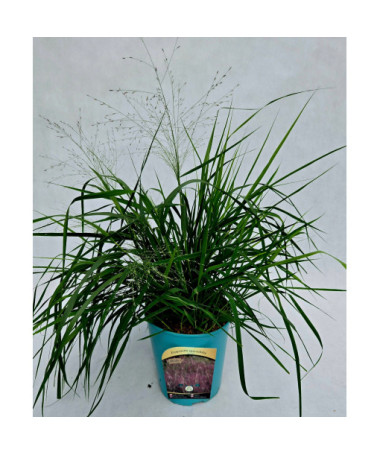 Canche cespiteuse (Deschampsia cespitosa)  4l