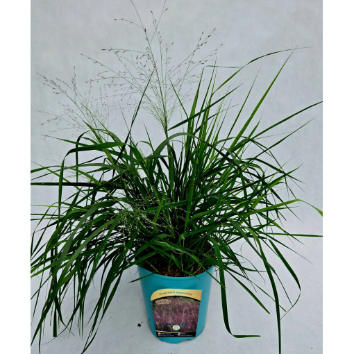 Canche cespiteuse (Deschampsia cespitosa)  4l