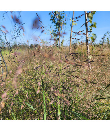 Canche cespiteuse (Deschampsia cespitosa)  4l