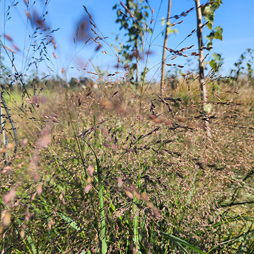 Canche cespiteuse (Deschampsia cespitosa)  4l