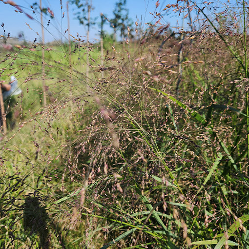 Canche cespiteuse (Deschampsia cespitosa)  4l