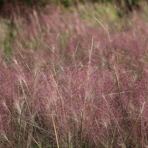 Canche cespiteuse (Deschampsia cespitosa)  4l