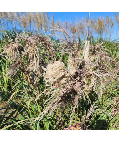 Roseau de Chine 'Dread Locks'  4l